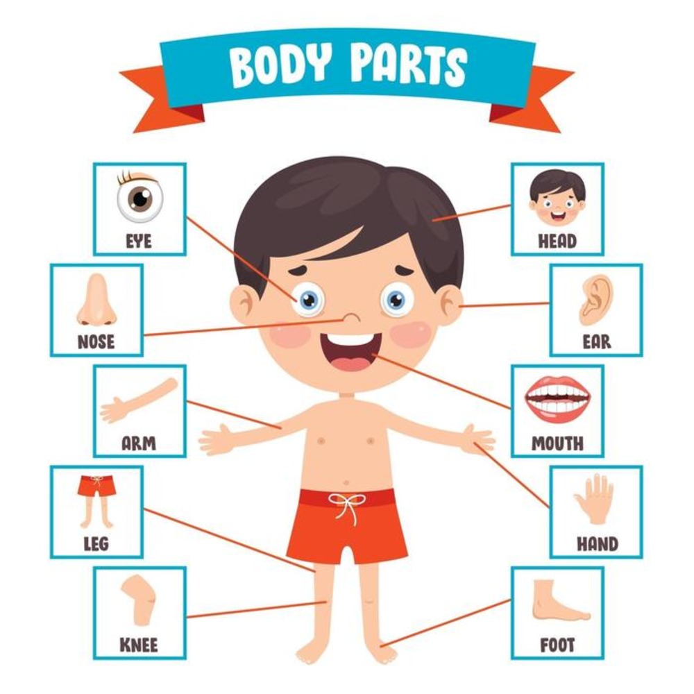 human body parts wooden learning board